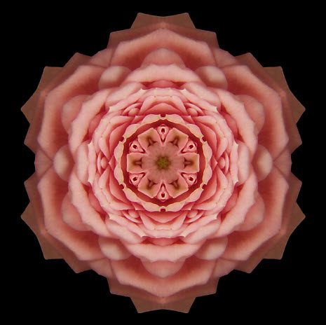 Pink Rose 1, David J. Bookbinder